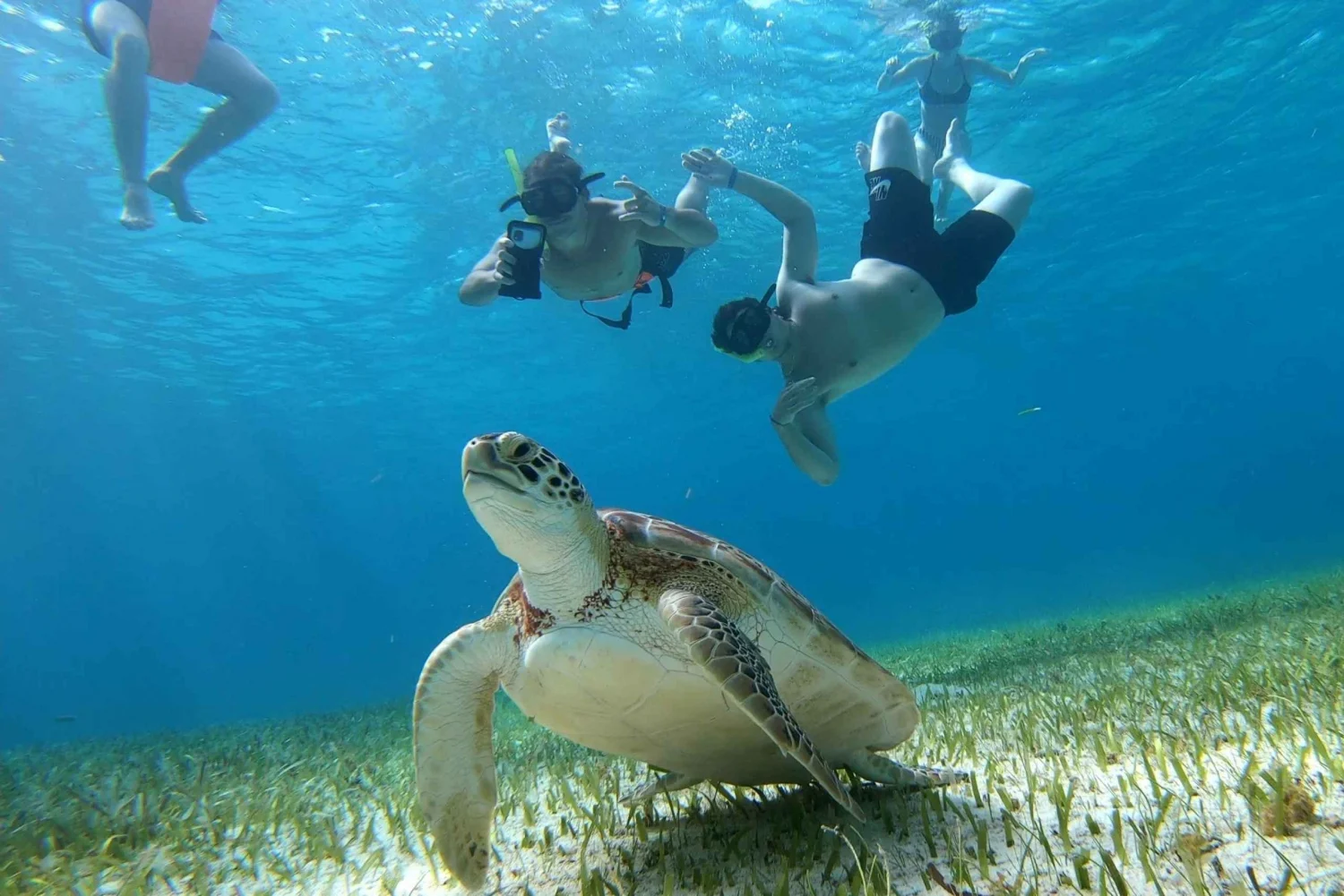 Sea turtle and snorkelers above a seagrass bed in Cozumel